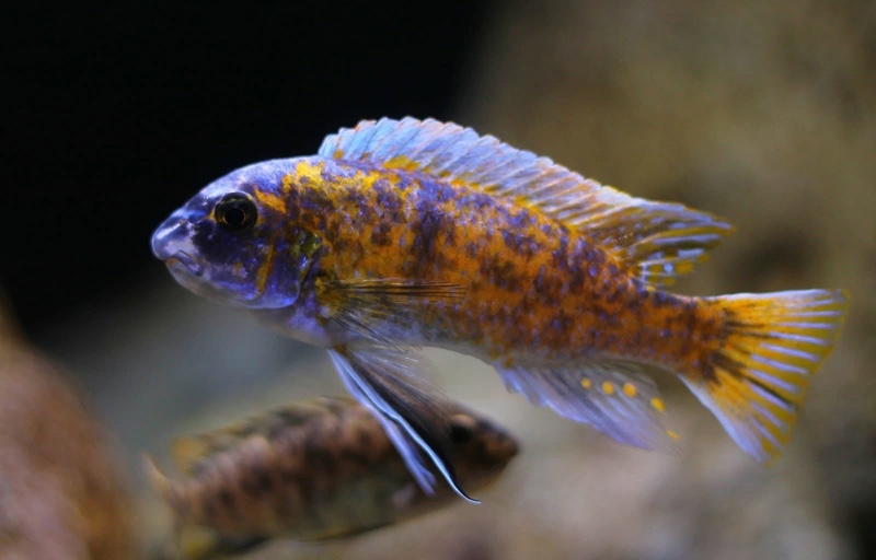 Labeotropheus fuelleborni 'Katale Island'